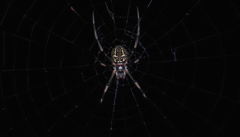 Duży czarny pająk na pajęczynie, sennik pająk